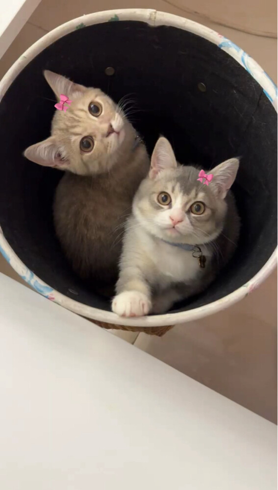 Cats for Adoption - 2