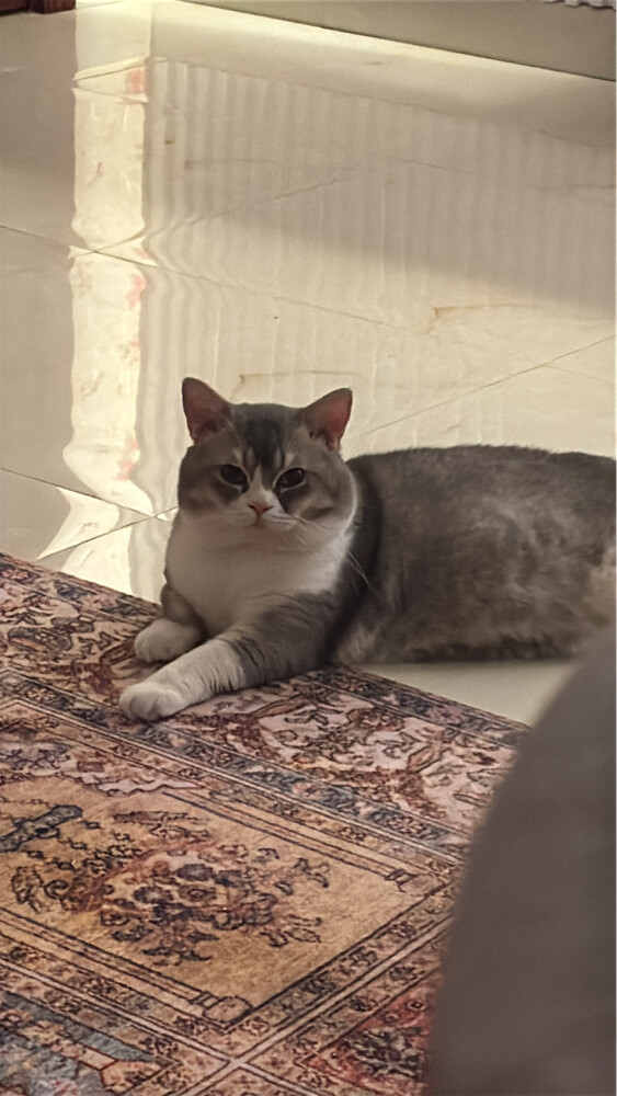 Cats for Adoption - 1