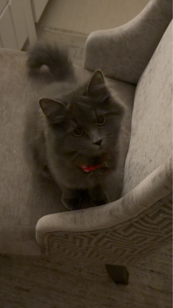 lulu - 1