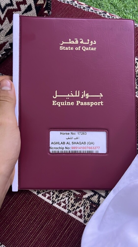 حصان عربي جمال معه جواز معسوف سلي - 3