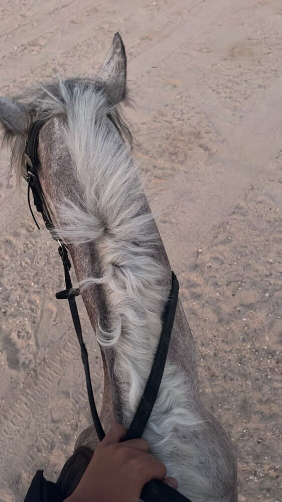 حصان عربي جمال معه جواز معسوف سلي - 2