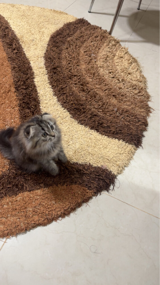 بيع مستعجل - 2