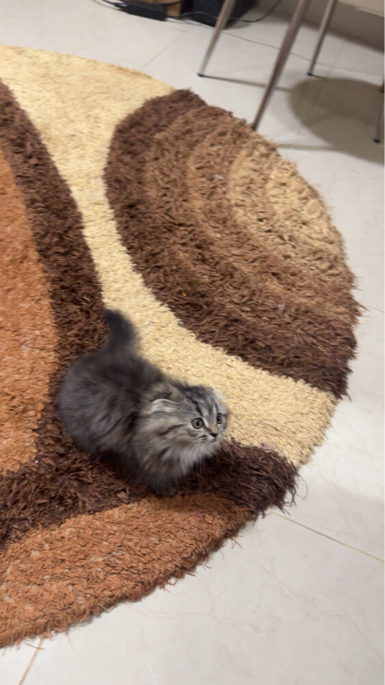 بيع مستعجل - 4