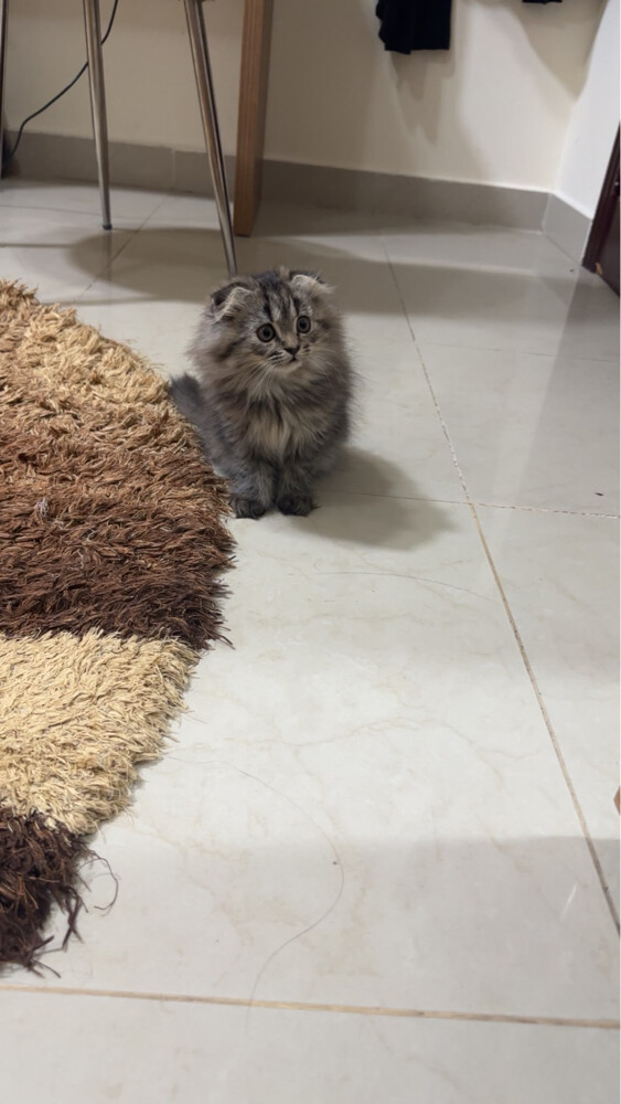 بيع مستعجل - 3