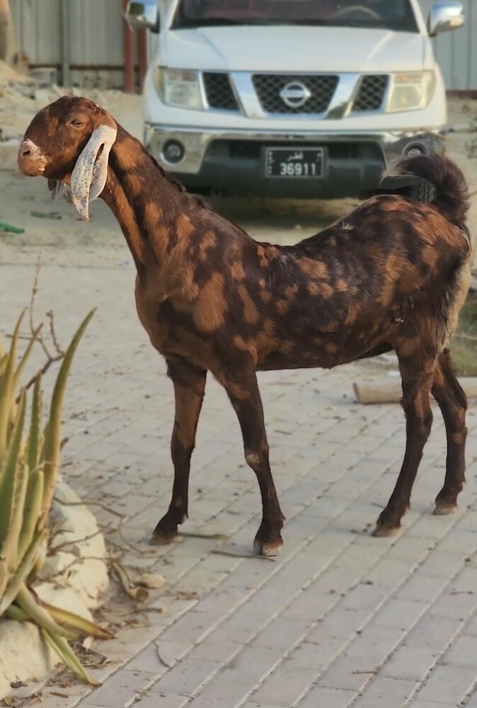 معز سيروهي - 3