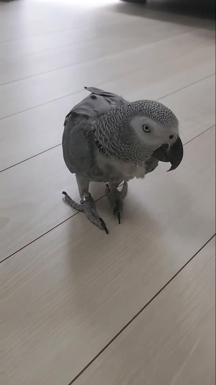 Africa gray parrot - 1