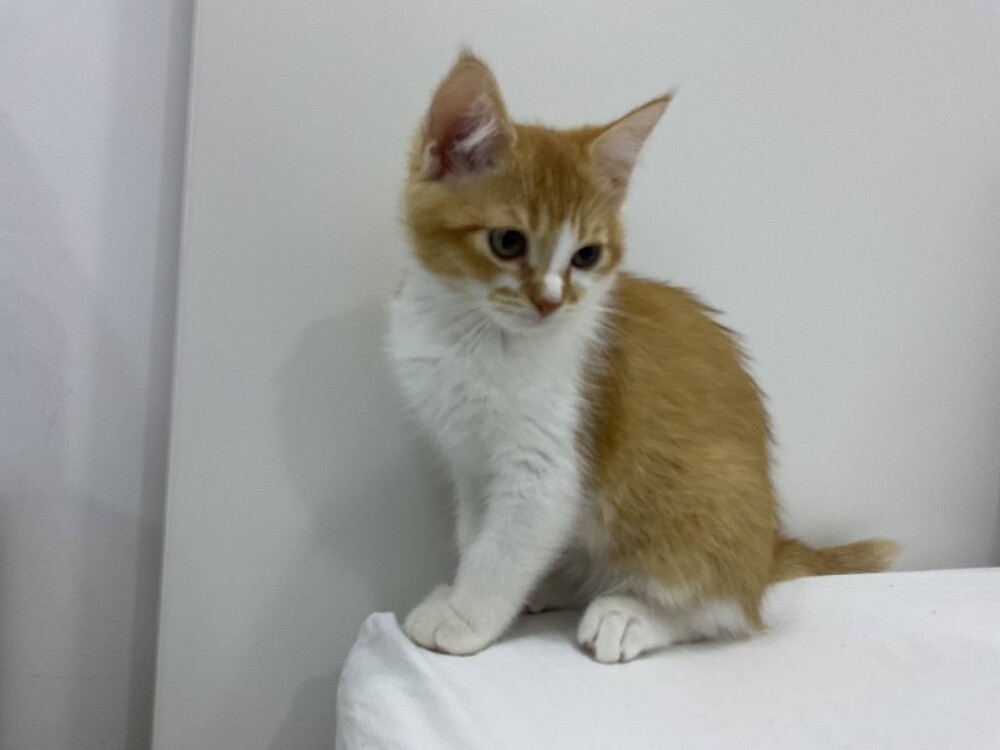 cats for sell - 3