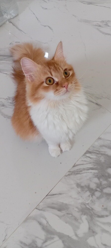 cats for sell - 4