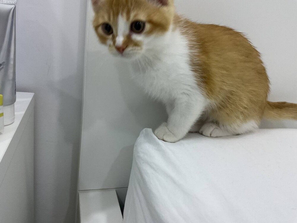 cats for sell - 2