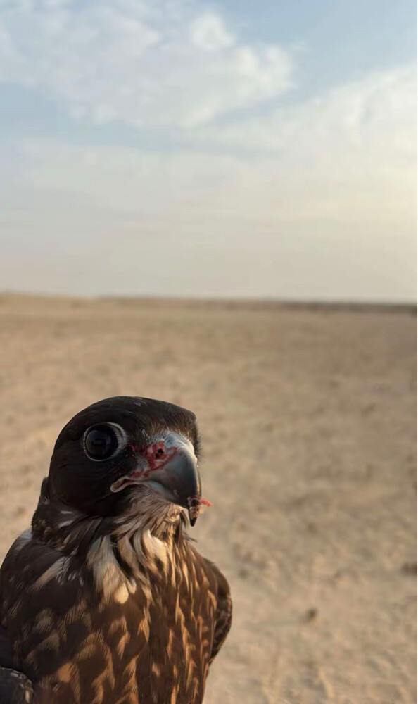 جير تبع بكر يعرف الحمام و الفري  - 2