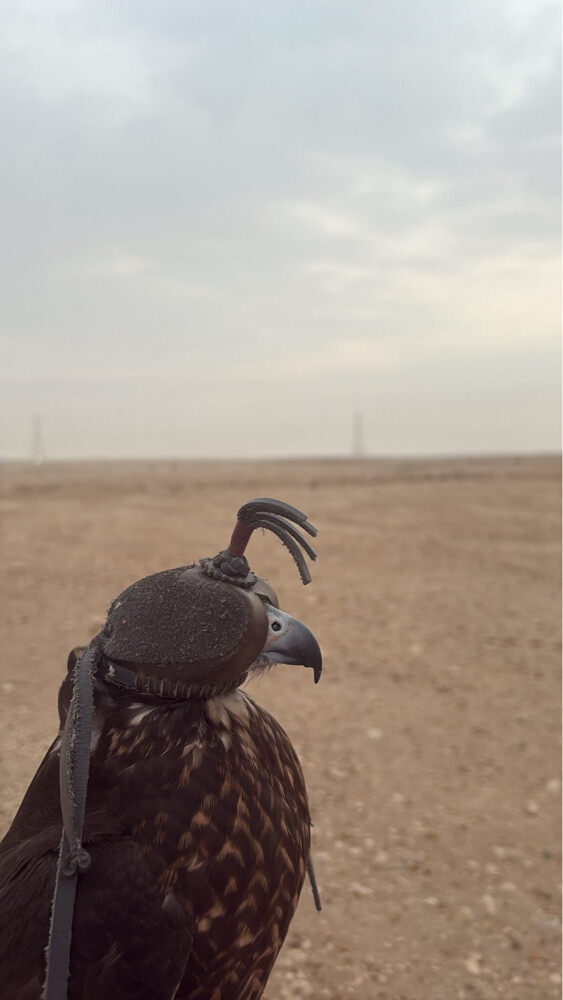 جير تبع بكر يعرف الحمام و الفري  - 1