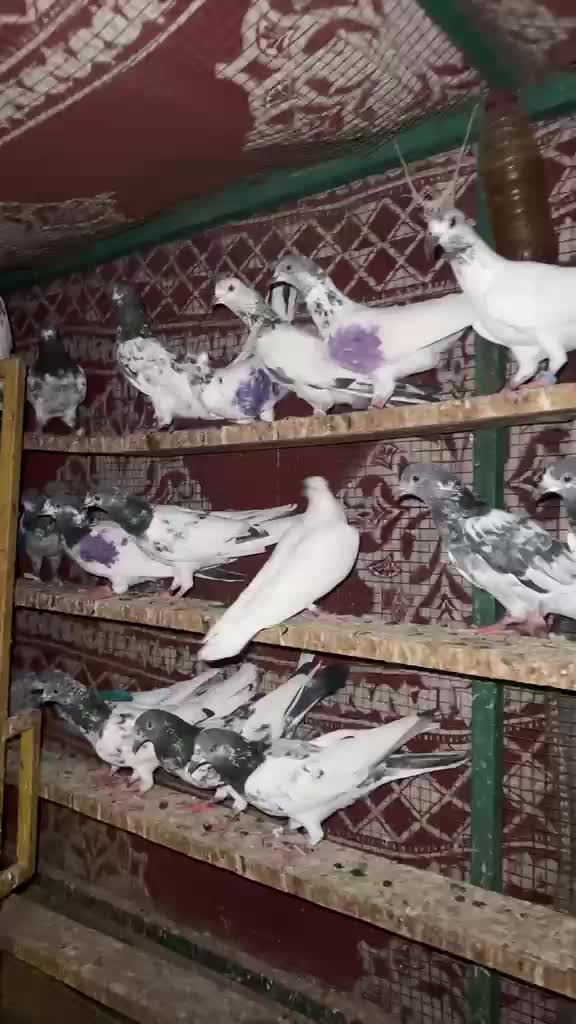 حمام الجوز ب ٥٠ - 1