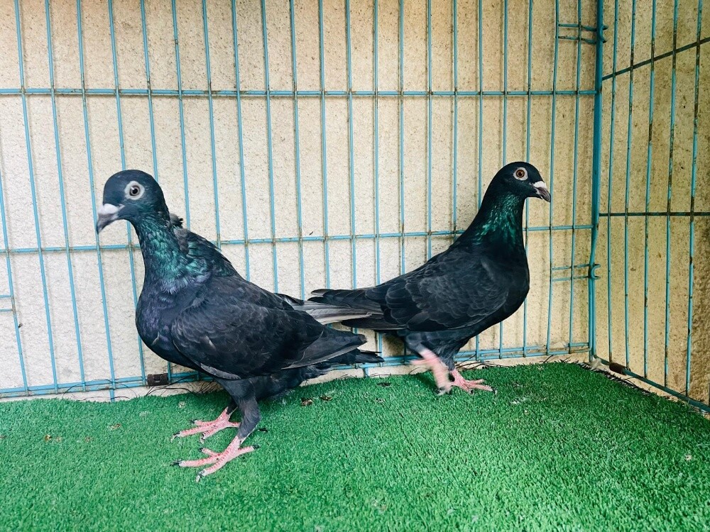 zajal breeding pair - 1