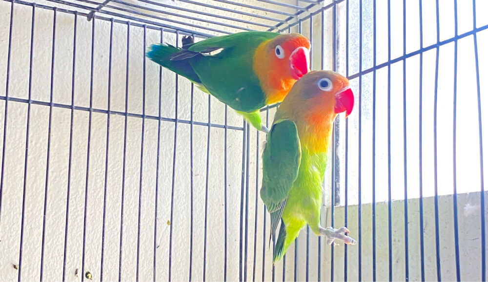 African love birds for sale =Qr200 - 1