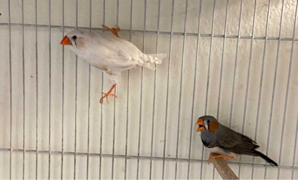 zebra finches pair for sale  =Qr120 - 1