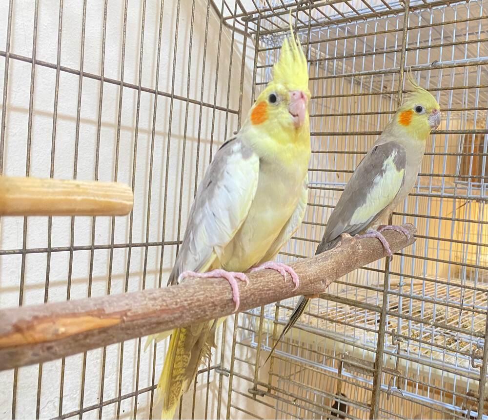 Cocktail pair for sale = Qr400 - 2