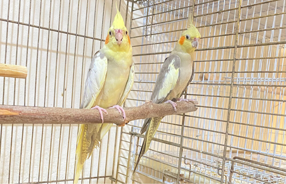 Cocktail pair for sale = Qr400 - 1