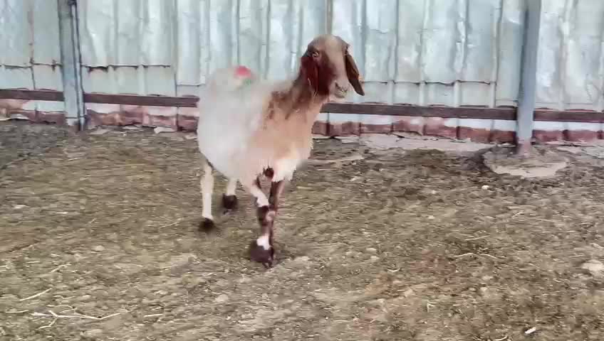 للبيع شاه سوريه دفيع شرط - 1