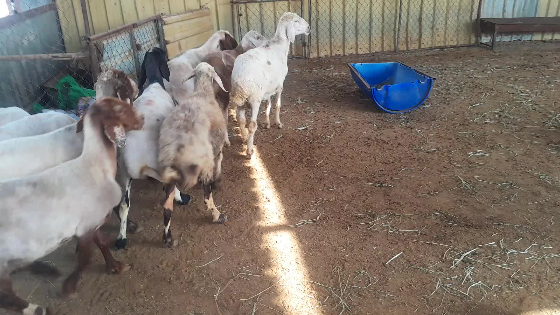 شويهات سوريه مقنوي - 1