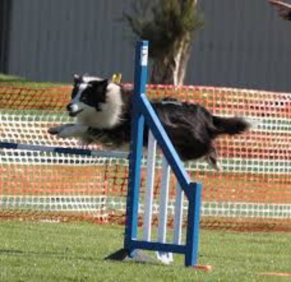 K9 dogs trainer - 4