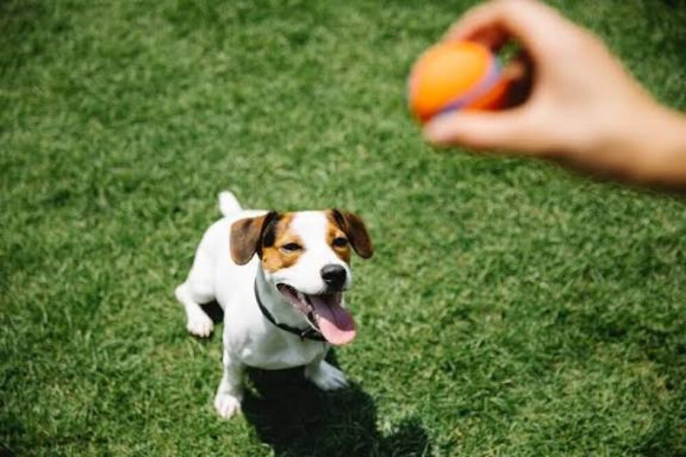 K9 dogs trainer - 5