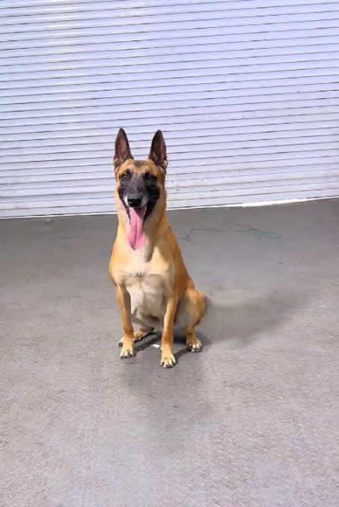 K9 dogs trainer - 2