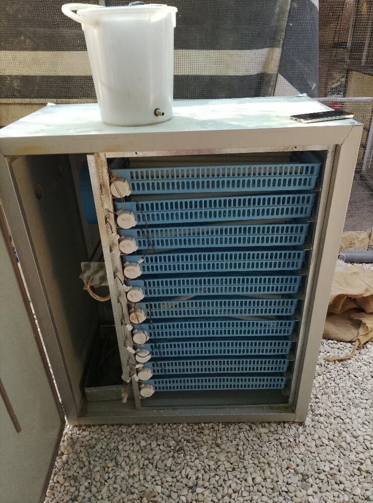 للبيع فقاسات بيض55963257 - 3