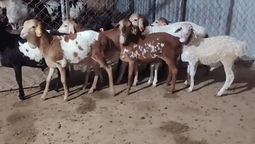 اللببع طليان بربر طيبه - 4