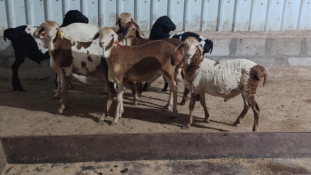 اللببع طليان بربر طيبه - 2