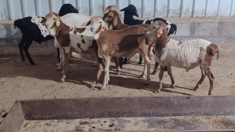 اللببع طليان بربر طيبه - 1