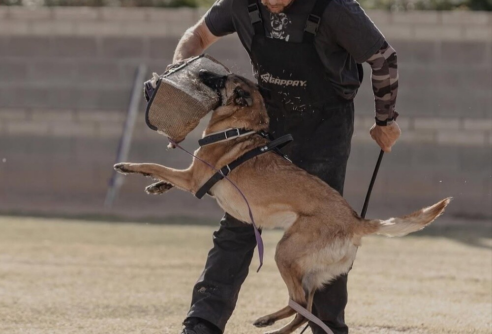 private Home Dogs trainer Available - 2
