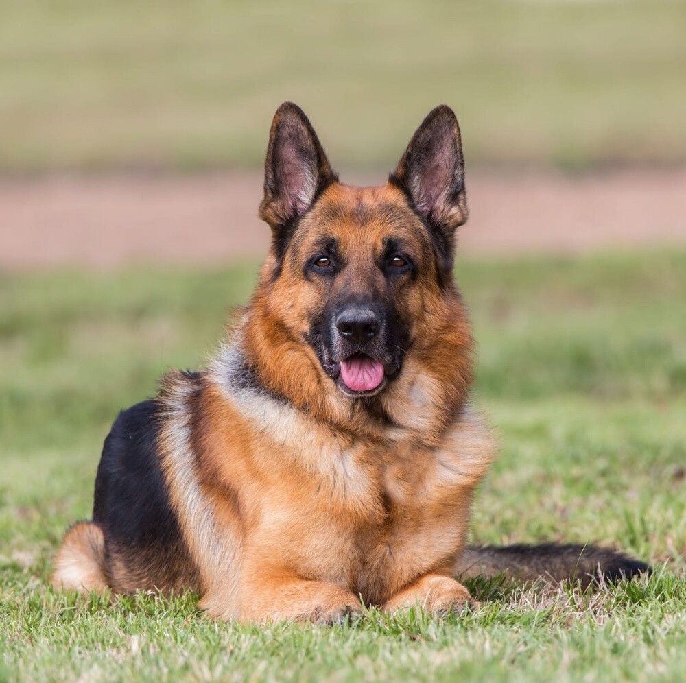 private Home Dogs trainer Available - 1