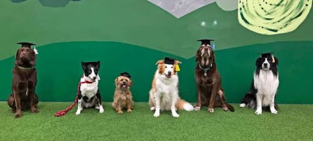 private Home Dogs trainer Available - 4