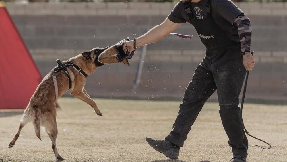 private Home Dogs trainer Available - 3