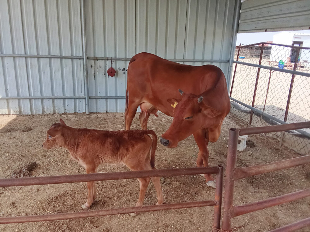 7 Cows for sale  - 7