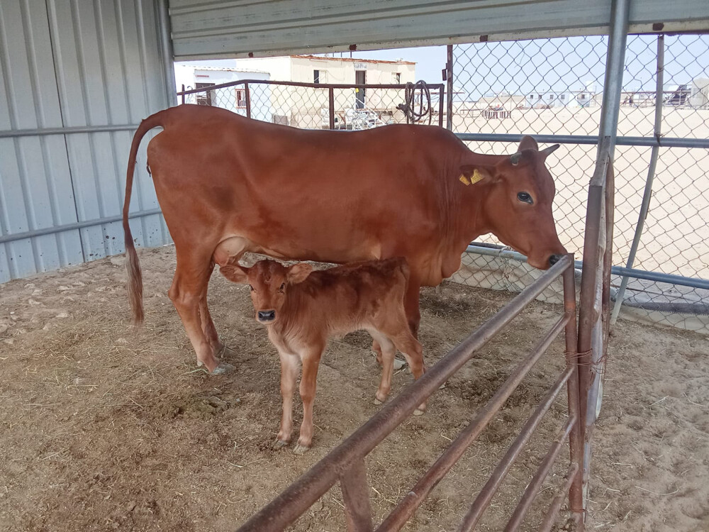 7 Cows for sale  - 8