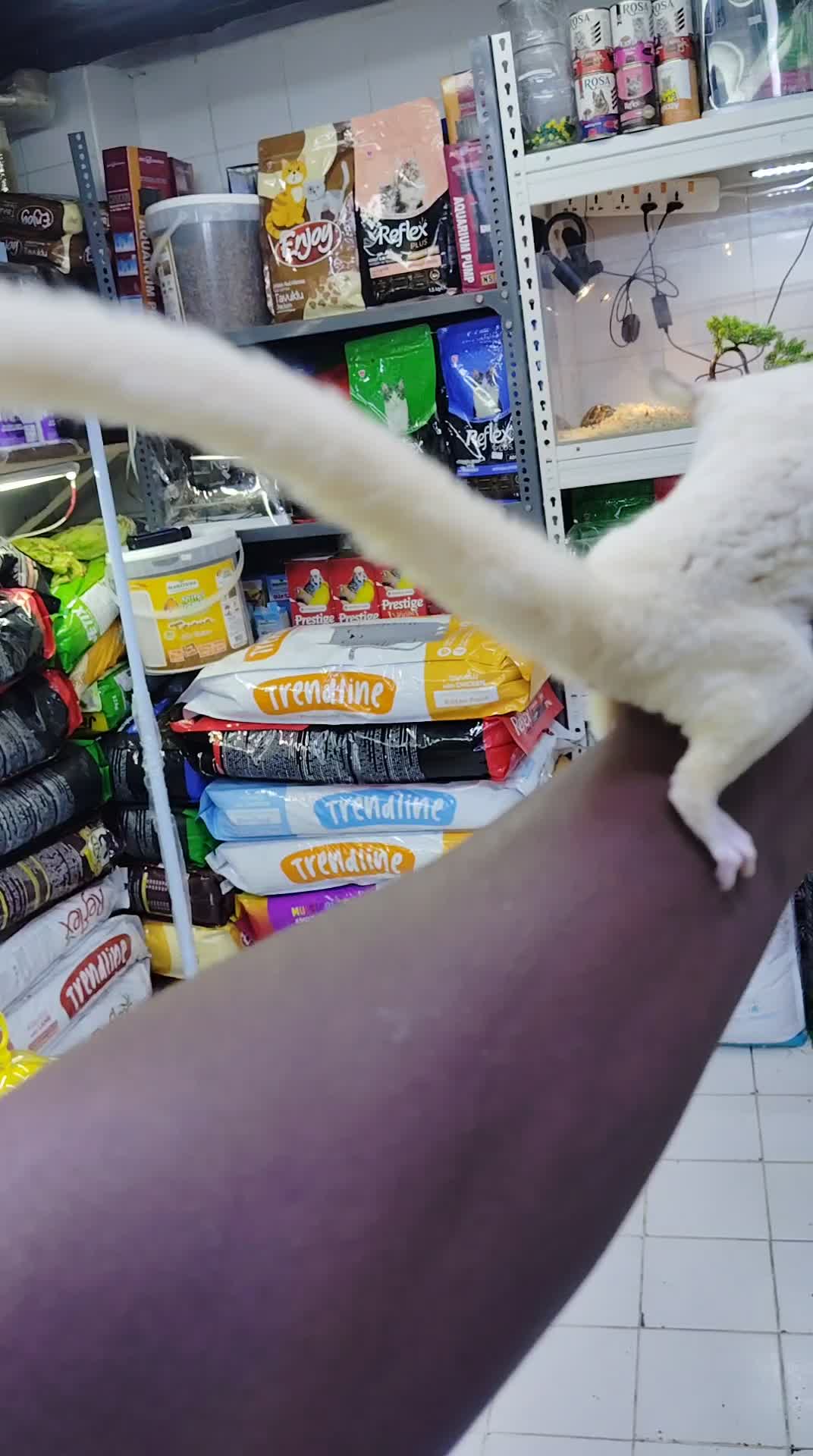 sugar glider white - 3