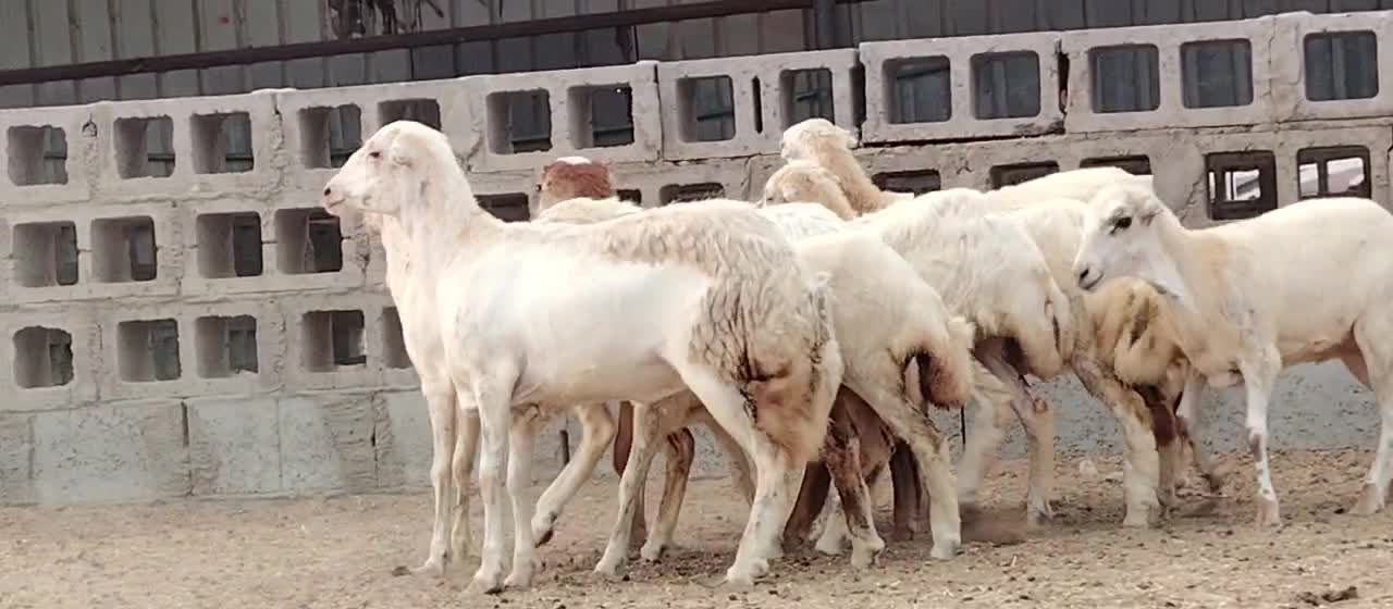 للبيع رخال تحت الفحل طمطم - 1