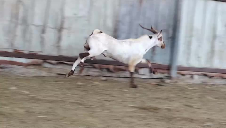 للبيع تيس فحل عماني متيل اصيل - 4