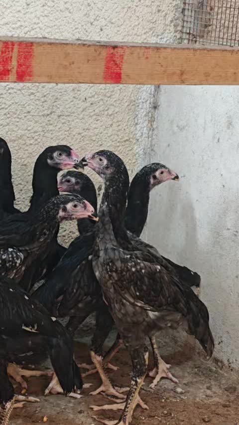 PURE O SHAMO FEMALES - 1