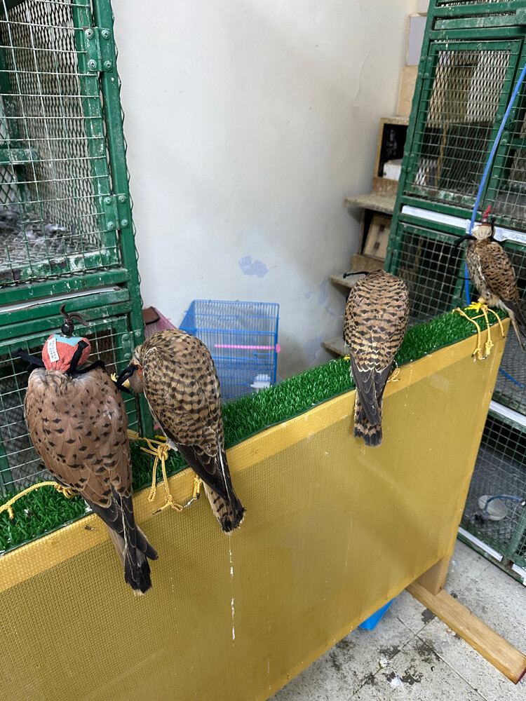 شرايس ولوك  - 1