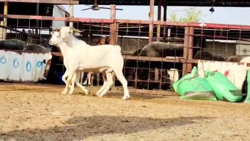 للبيع فحول عمانيه برص اصايل طيبه - 5