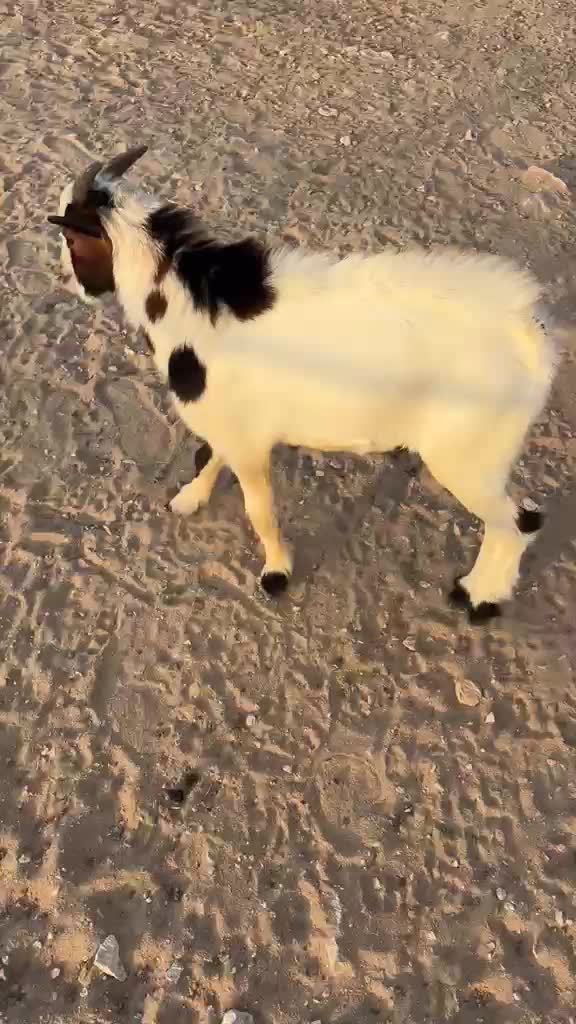 الماعز القزم البلجيكي - 3