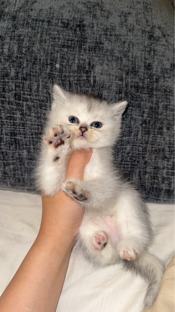 cat for sale - 1