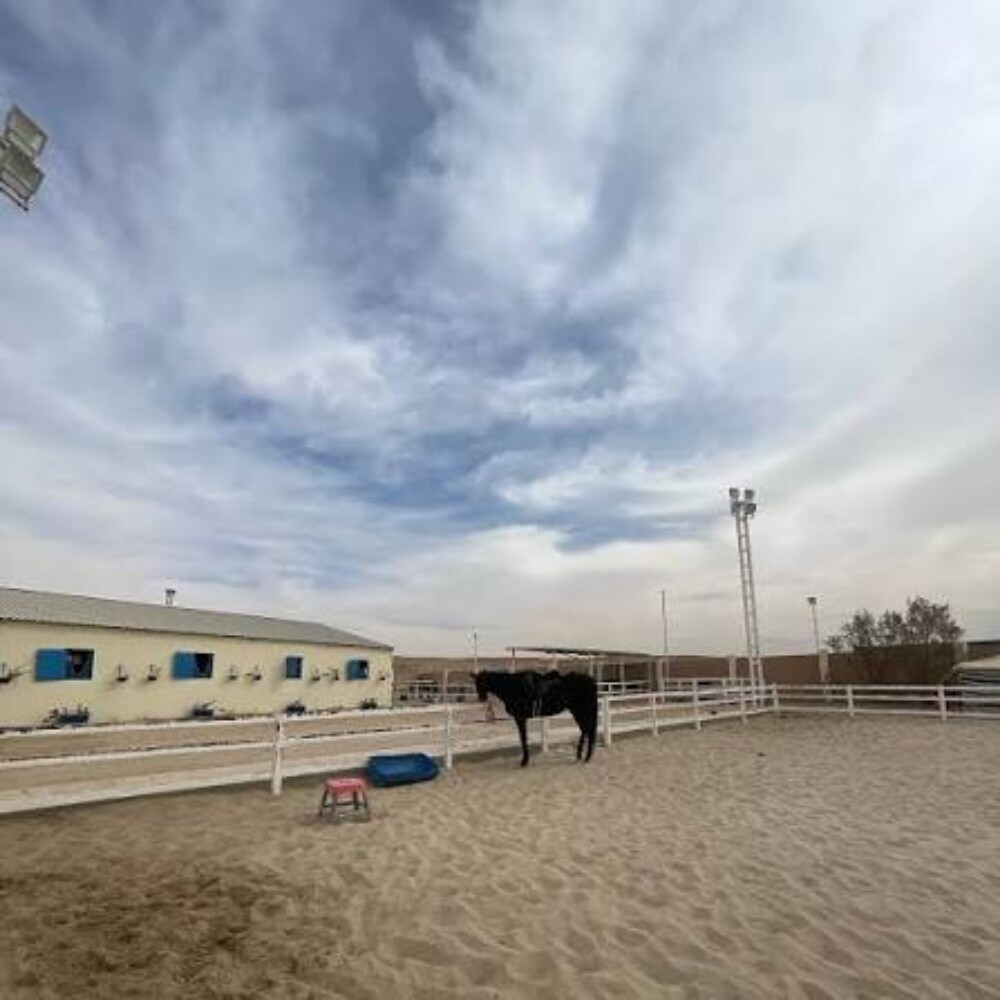 خيول غرف وحواجز تفصال قطر - 5