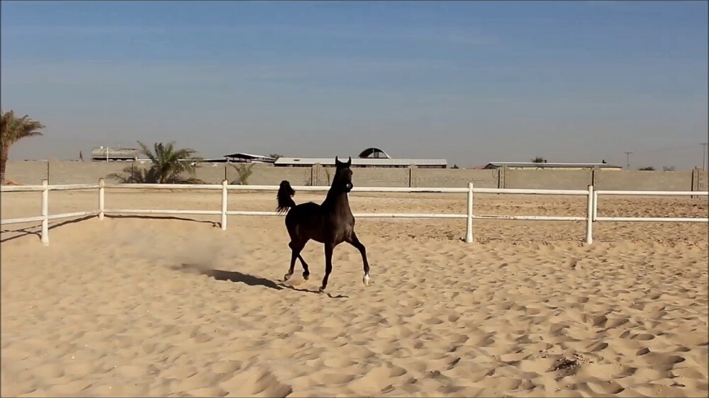 خيول غرف وحواجز تفصال قطر - 4