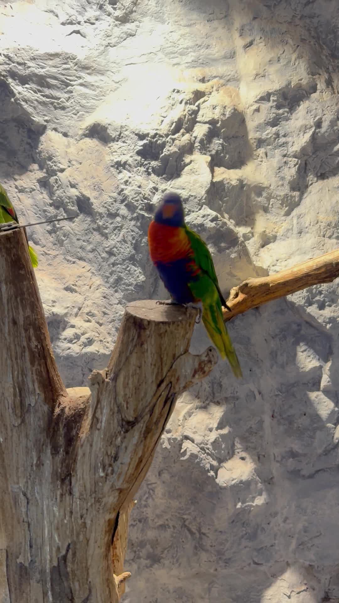 lorikeet - 1