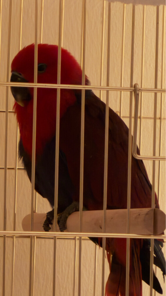 eclectus female - 1