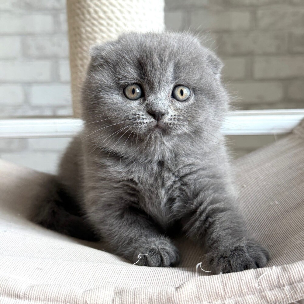 Scottish Fold Kitten - 2