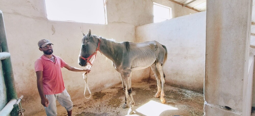 خيول عربى - 8